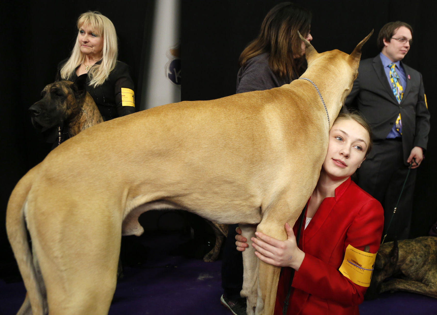 Westminster Dog Show